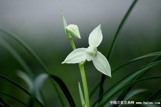 和兰花在一起视频,共赏自然之美